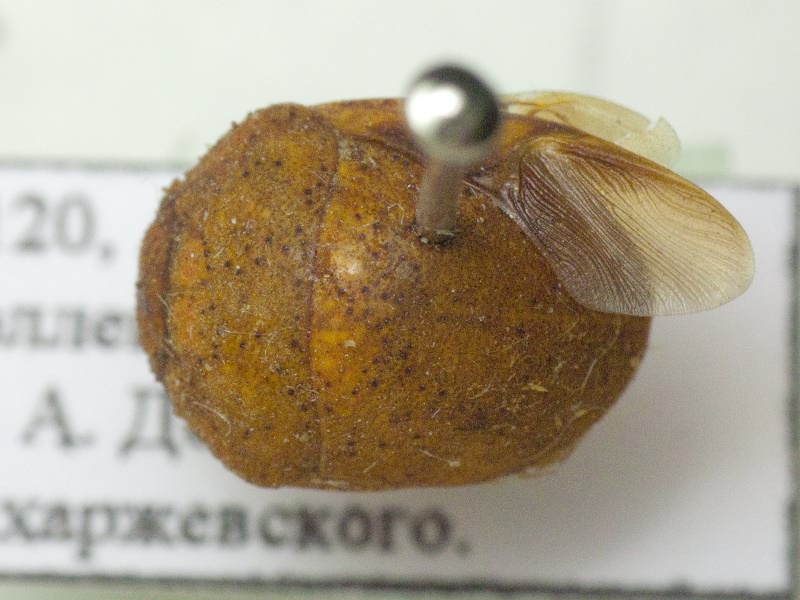 Sphaerocoris multipunctatus